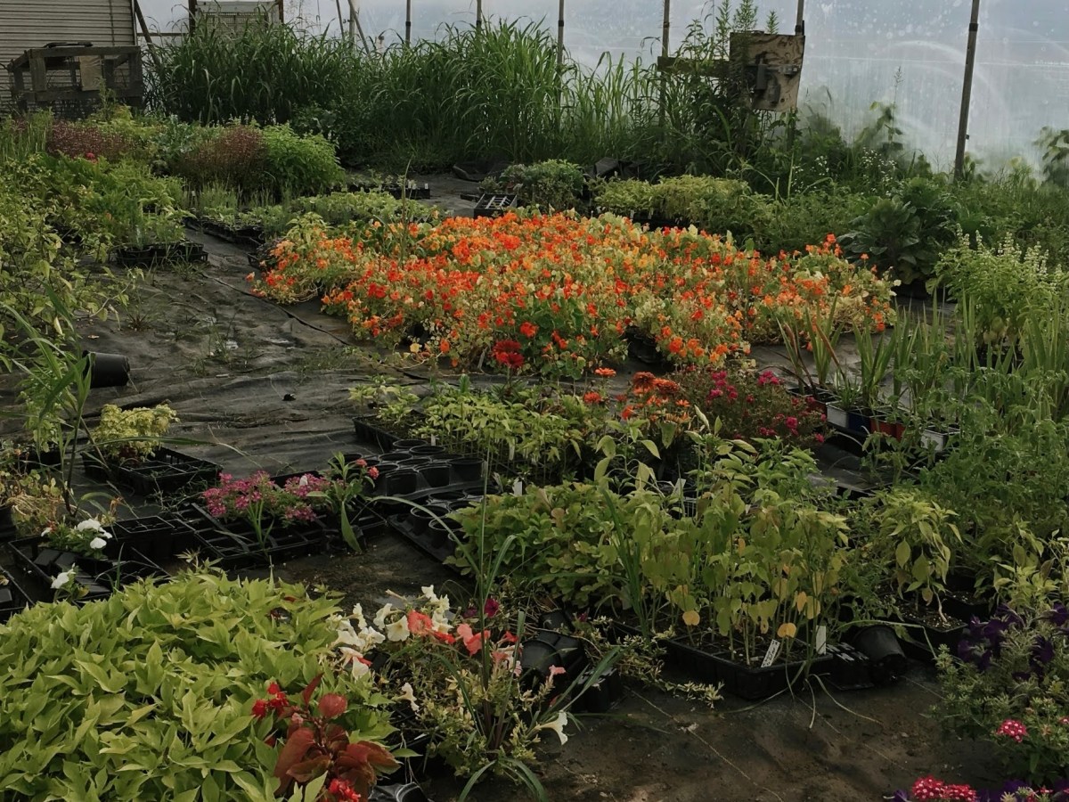 Beauty, Purpose, Gardens