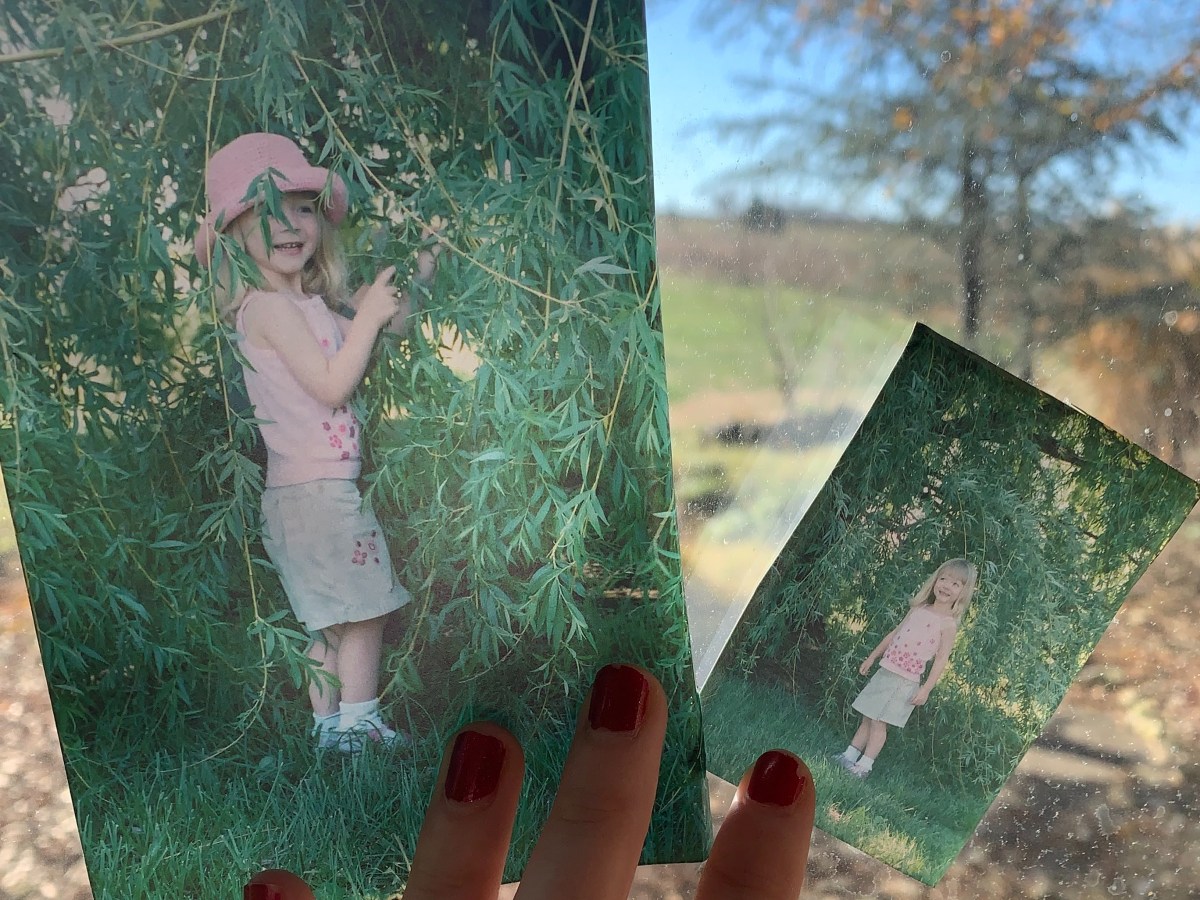 The Girl in the&nbsp;Willow