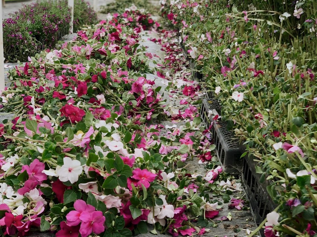 The Perfect Gardener