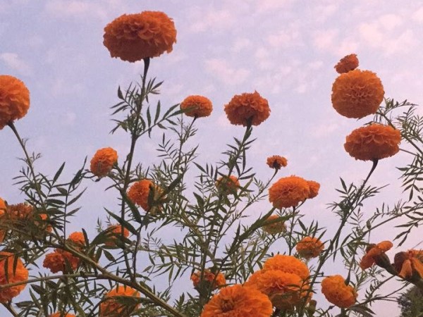 Marigolds-October’s Birth Flower